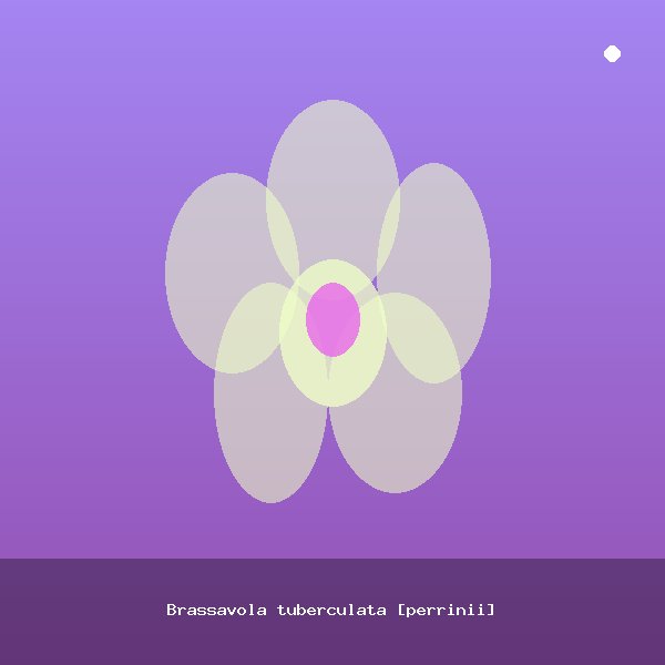 Brassavola tuberculata [perrinii]