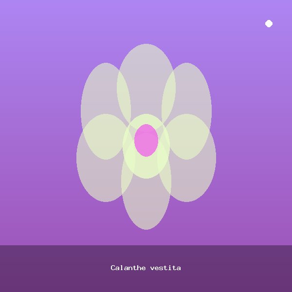 Calanthe vestita