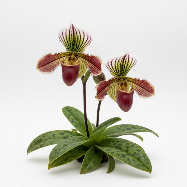 Paphiopedilum Zora