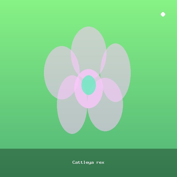 Cattleya rex