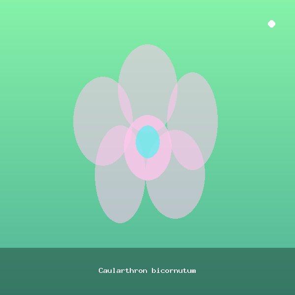 Caularthron bicornutum