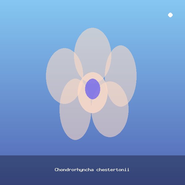 Chondrorhyncha chestertonii