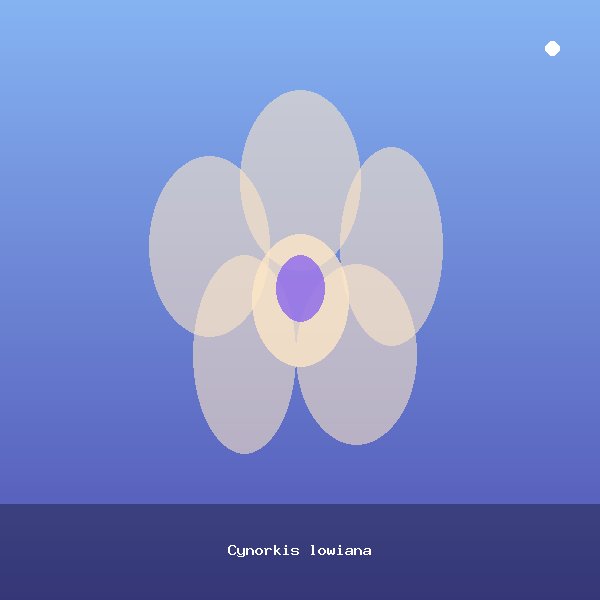 Cynorkis lowiana